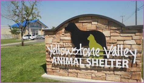 Discover The Heart Of Animal Welfare: Unveiling Yellowstone Animal Shelter