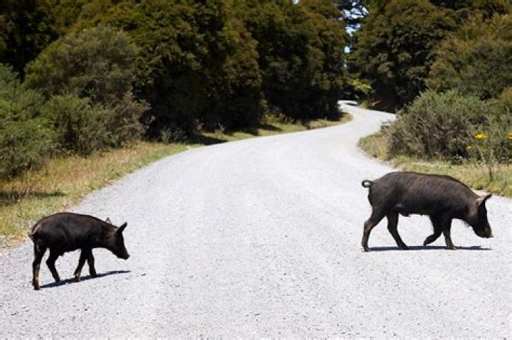 
Feral pigs overrun New Zealand capital: ‘It’s a murder scene’ 