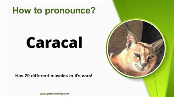 How to pronounce caracal