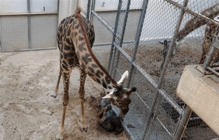 
Virginia zoo visitors watch mother giraffe give birth to baby calf 