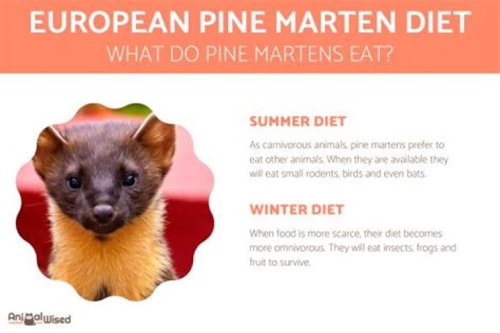 What do pine martens eat