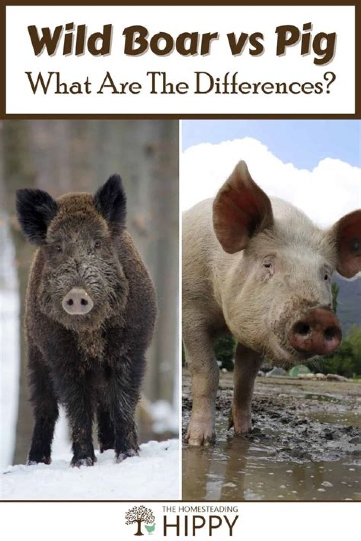 What is the Difference Between Boar and Pig